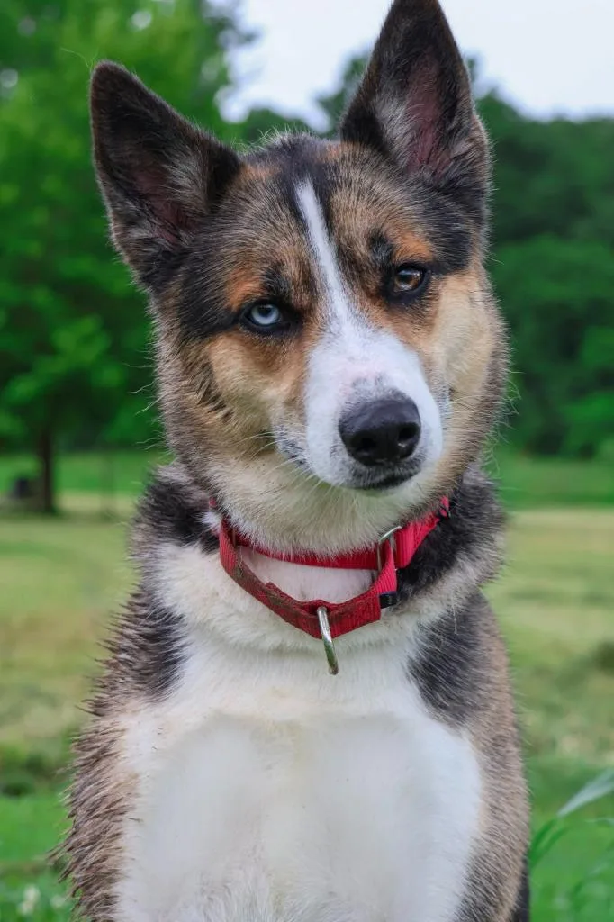 A young large-sized female Mixed Breed dog named Ethel for adoption in Columbia, TN