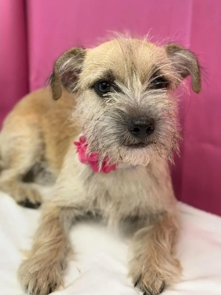 An adult small-sized female Cairn Terrier dog named Taco for adoption in Sedalia, CO