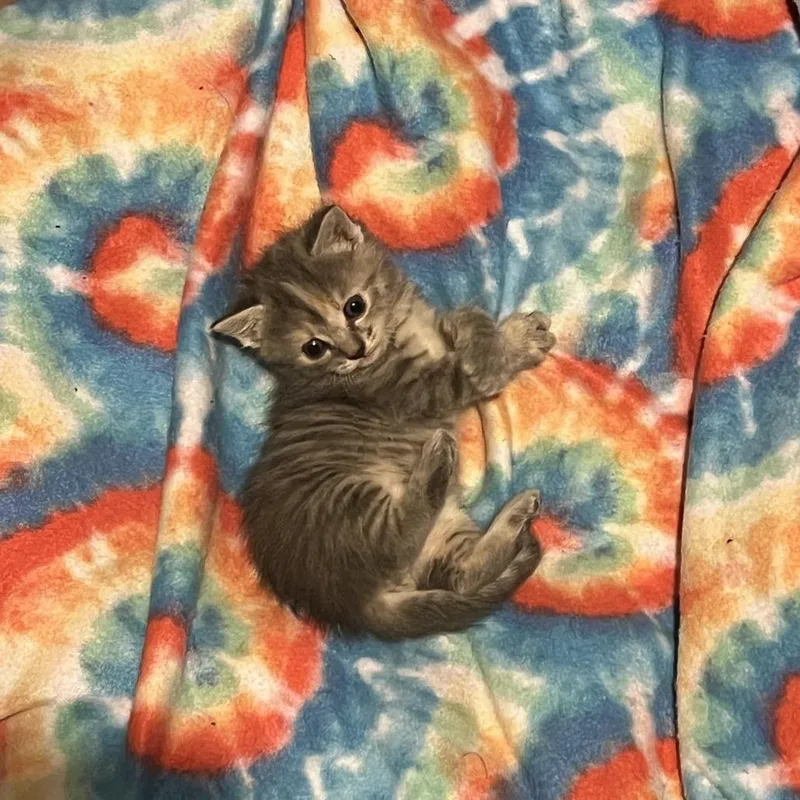 A baby small-sized female Gray / Blue / Silver Domestic Short Hair cat named Mel for adoption in Asheville, NC