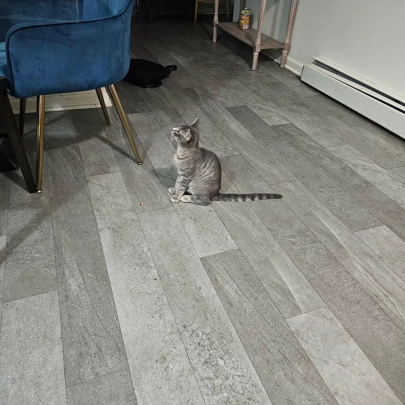 A baby small-sized female Gray & White Abyssinian cat named KETCHUPbonded with Mayo for adoption in New York, NY