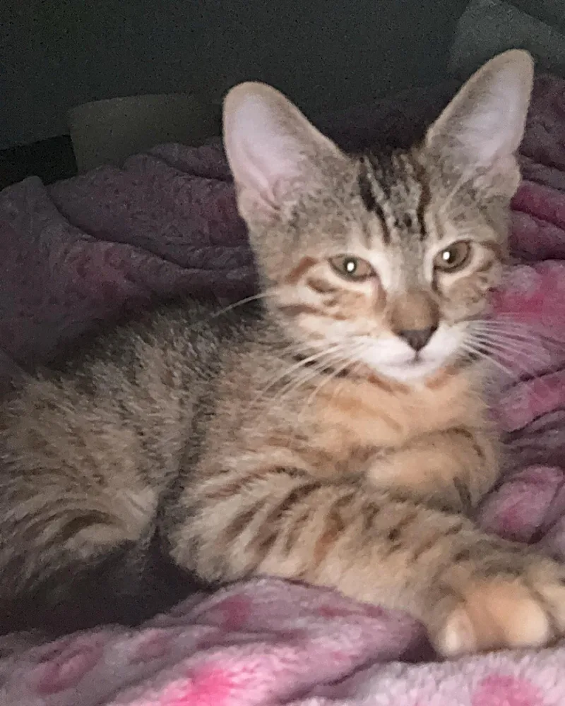 A baby medium-sized female Tabby (Orange / Red) Domestic Short Hair cat named Pallas Athena for adoption in Allen, TX