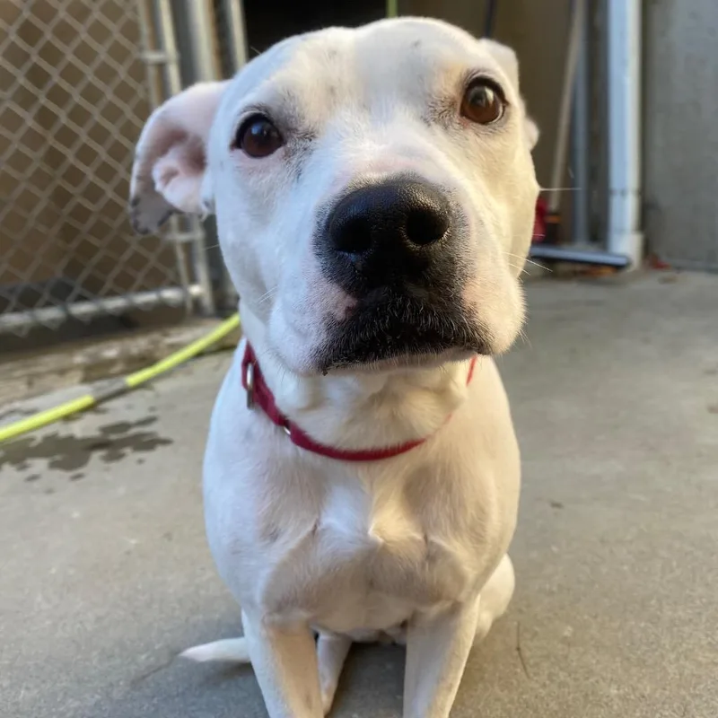 An adult medium-sized female Staffordshire Bull Terrier dog named Sweetpea for adoption in Fall River, MA