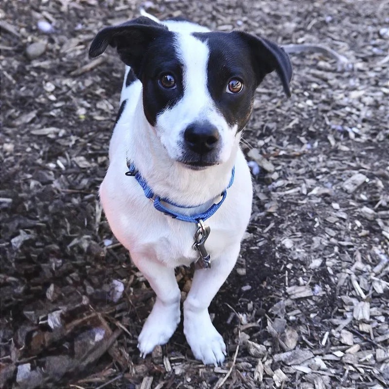 A young small-sized female Black Jack Russell Terrier dog named Pip for adoption in Briarcliff Manor, NY