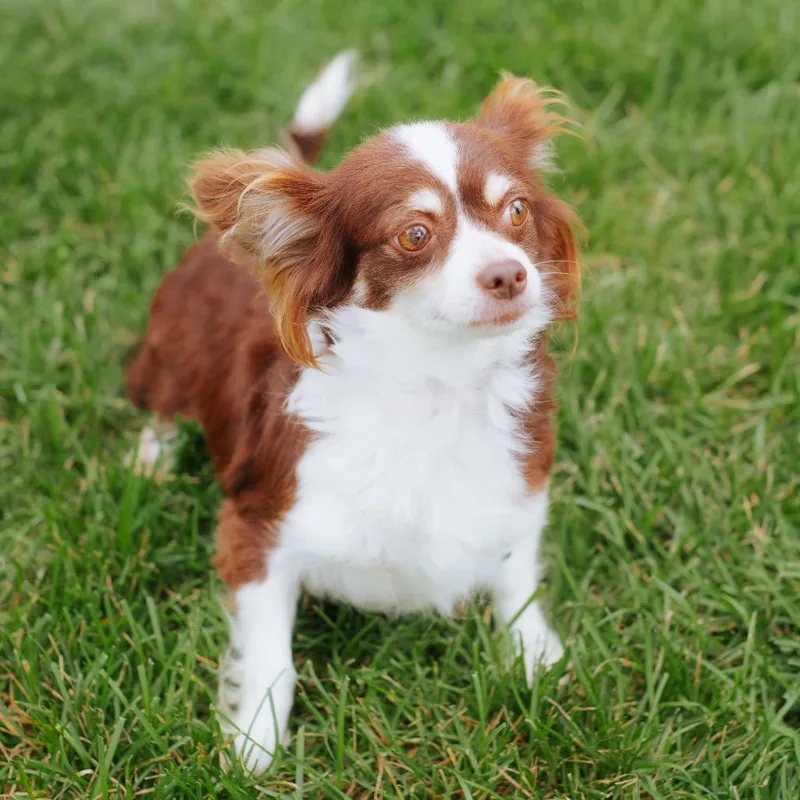 An adult small-sized female Brown / Chocolate Chihuahua dog named Rosy for adoption in Northbrook, IL