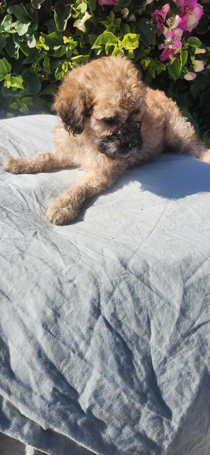 A baby small-sized female Apricot / Beige Cockapoo dog named Emerald for adoption in Torrance, CA