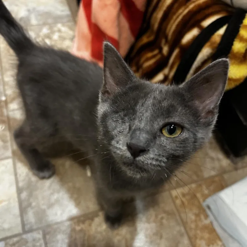 A baby small-sized female Gray / Blue / Silver Domestic Short Hair cat named Olve for adoption in Kansas City, MO