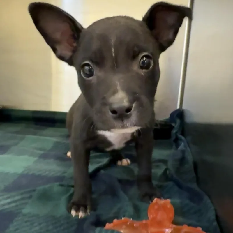 A baby small-sized male Black Mixed Breed dog named Olaf for adoption in Springboro, OH