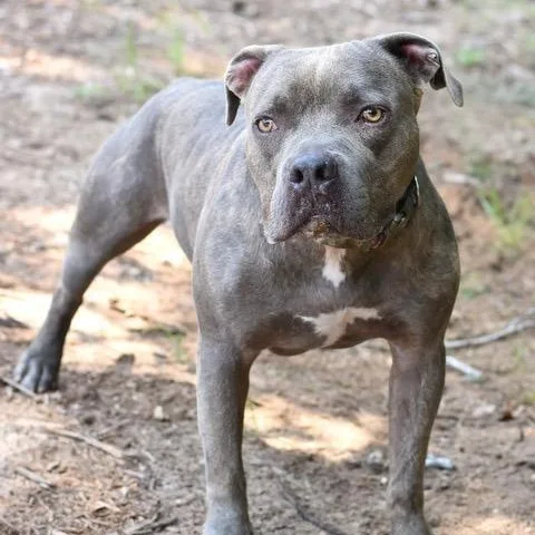 An adult large-sized male Brindle American Staffordshire Terrier dog named Bigboy for adoption in Willis, TX