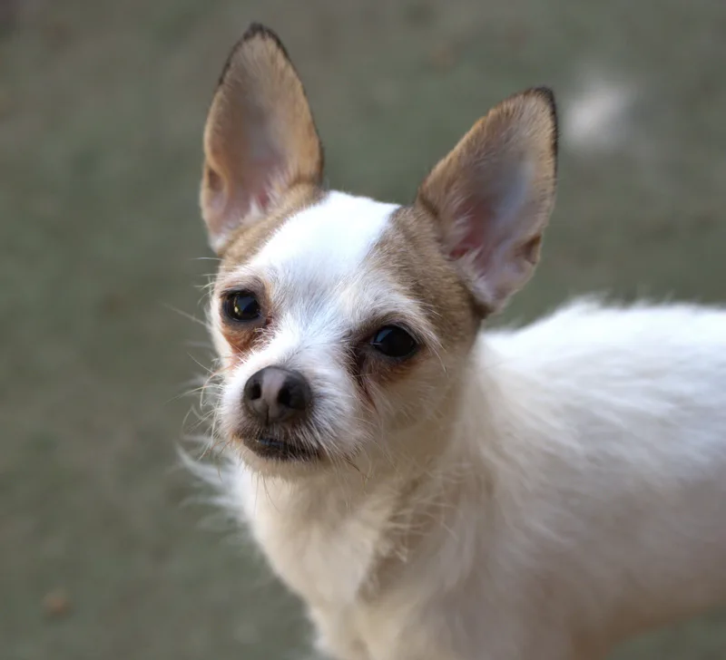Georgie thumbnail 2