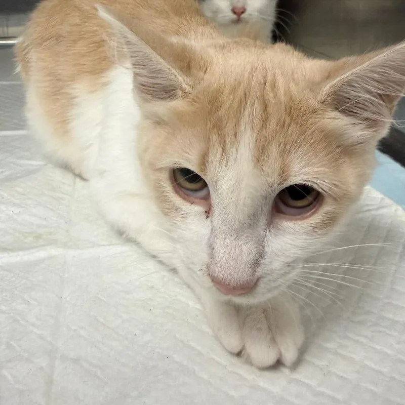 A baby small-sized female Buff / Tan / Fawn Domestic Medium Hair cat named Suki for adoption in Columbiana, AL