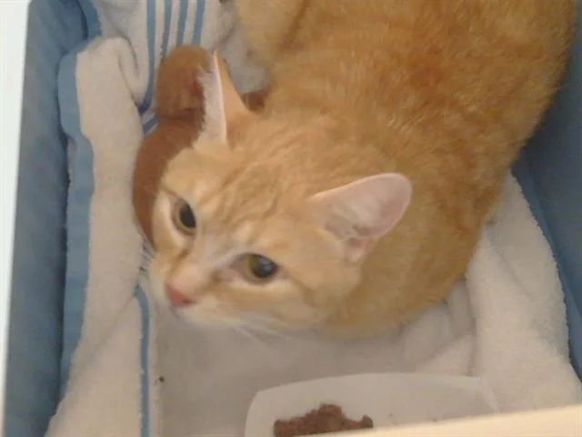 A young small-sized female Domestic Short Hair cat named Mathilda for adoption in Sacramento, CA