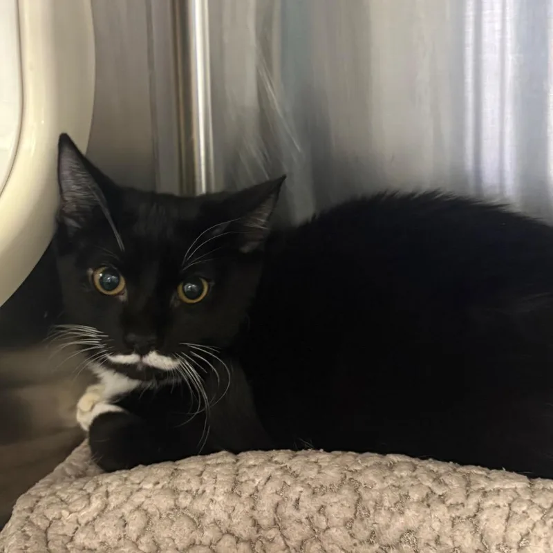 A baby medium-sized male Black Domestic Short Hair cat named Thackery Binx for adoption in Spokane, WA