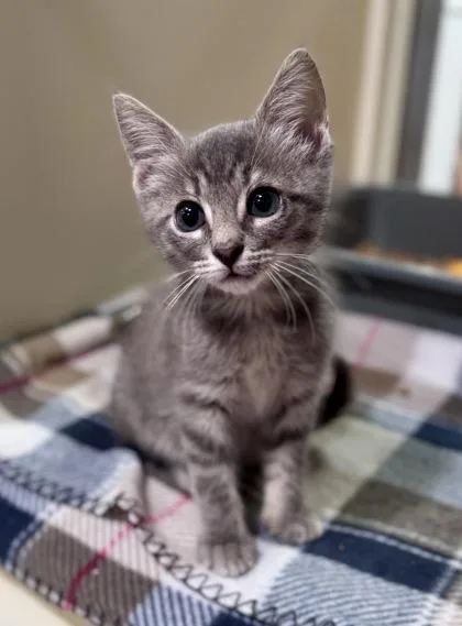A baby small-sized male Tabby (Gray / Blue / Silver) Domestic Short Hair cat named Bandit for adoption in Bishop, GA