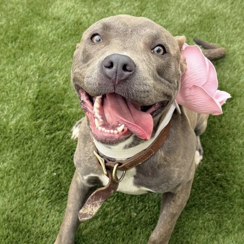 A young medium-sized female Brindle Mixed Breed dog named Doesha for adoption in Warren, OH