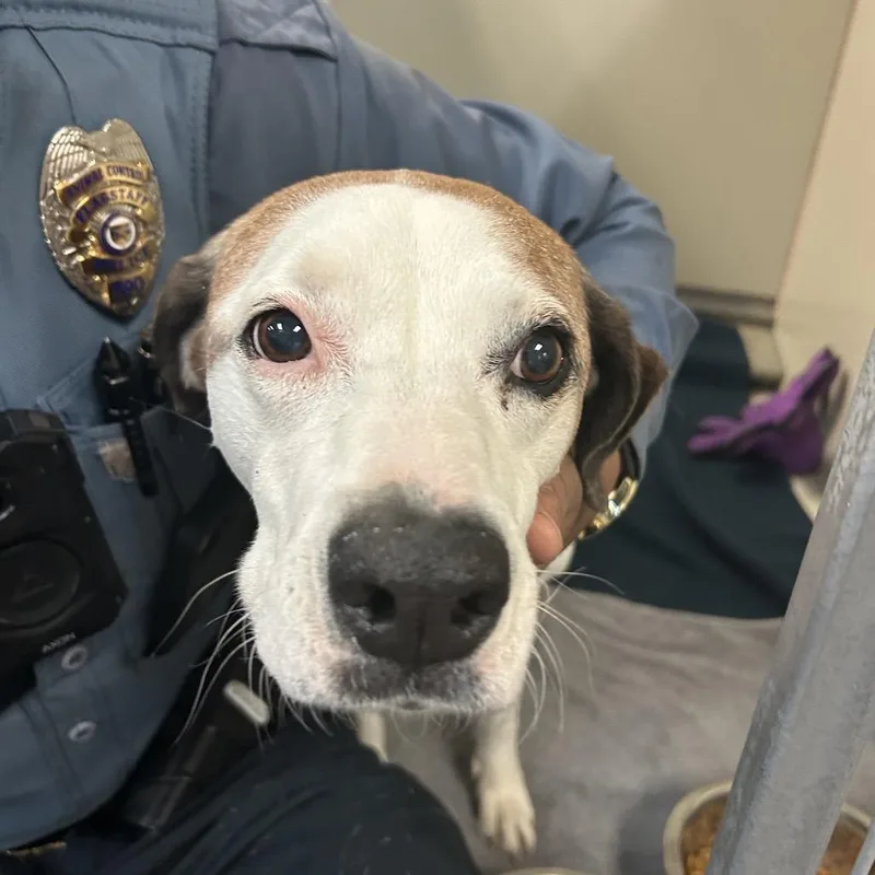 A senior medium-sized female Brown / Chocolate Mixed Breed dog named Sky for adoption in Flagstaff, AZ