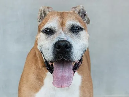 A senior large-sized female Mixed Breed dog named Remy for adoption in Longmont, CO