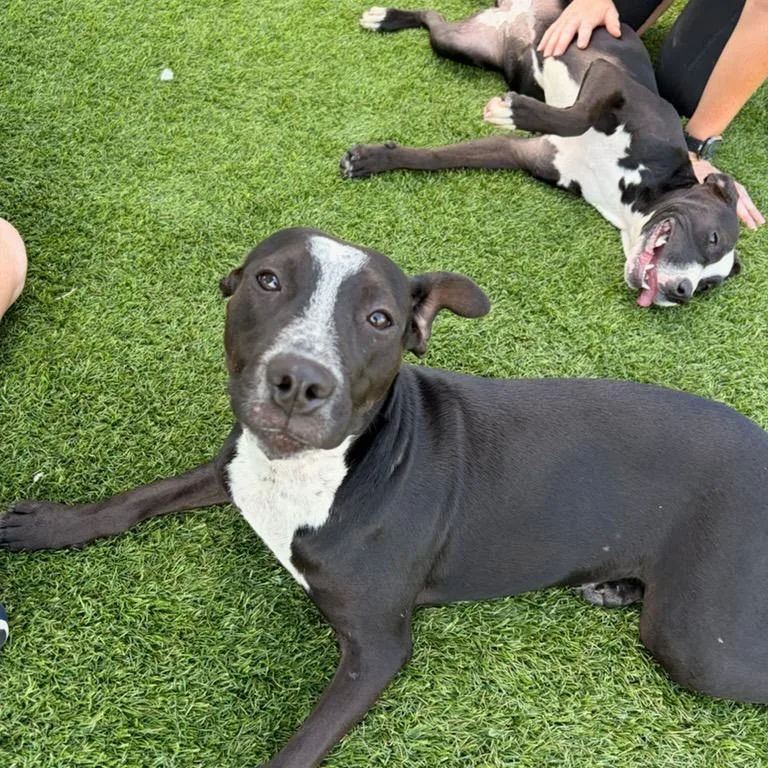 A young medium-sized female Black Pit Bull Terrier dog named Darlene for adoption in Evansville, IN