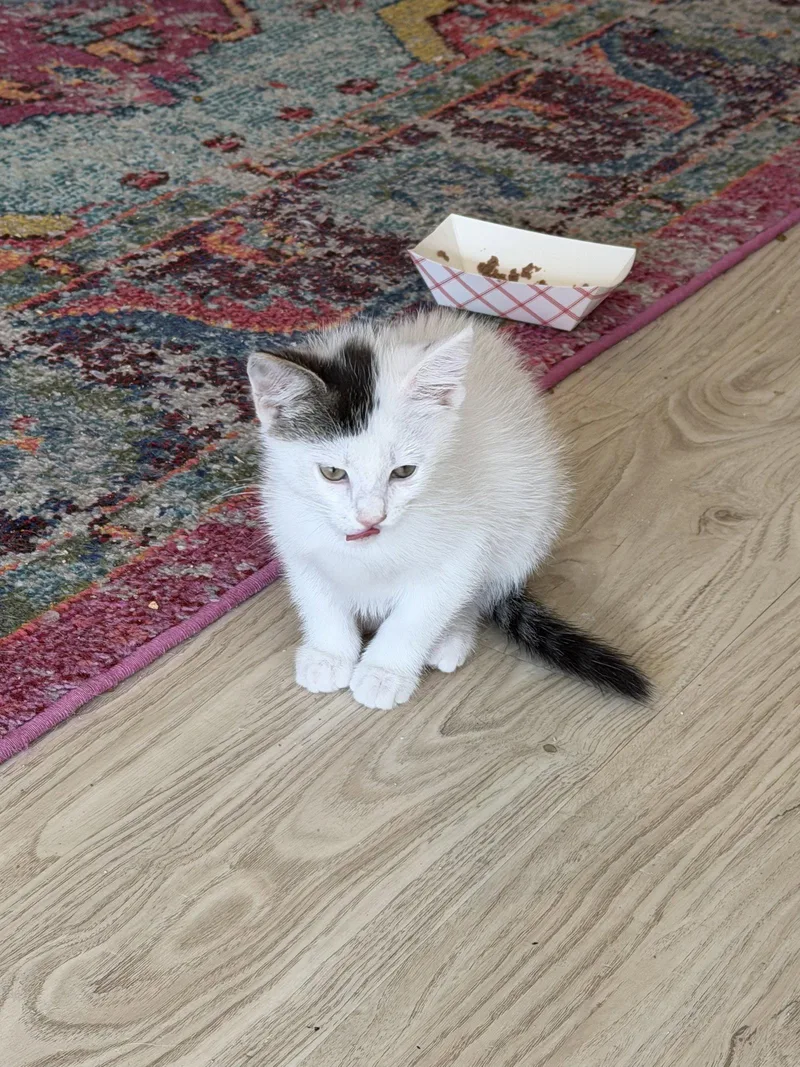 A baby medium-sized female Domestic Short Hair cat named Allegro for adoption in Broomall, PA