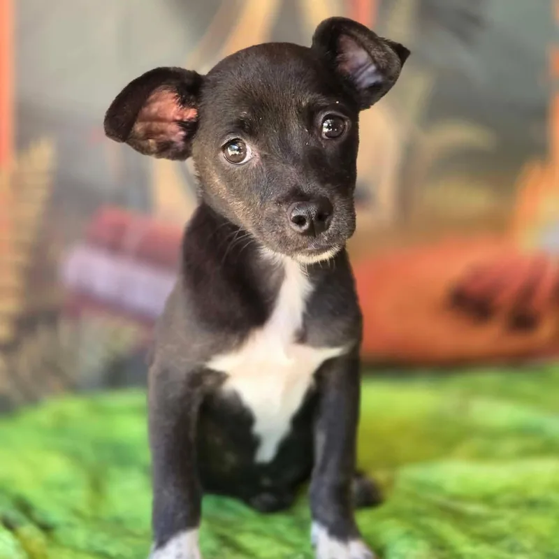 A baby small-sized female Black Chorkie dog named Fiona for adoption in Tylertown, MS