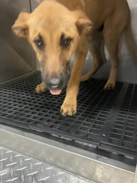 A young medium-sized male Mixed Breed dog named Lance for adoption in Dallas, TX