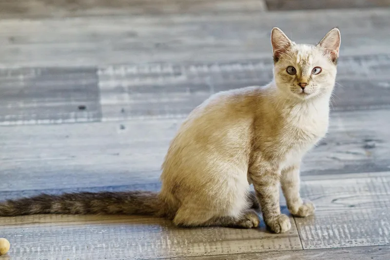 A young medium-sized female Tabby (Gray / Blue / Silver) Siamese cat named Sonoma for adoption in LAMPASAS, TX