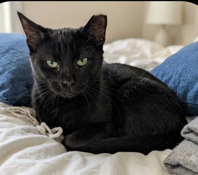 A young medium-sized male Black Domestic Short Hair cat named KitKat for adoption in East Brunswick, NJ