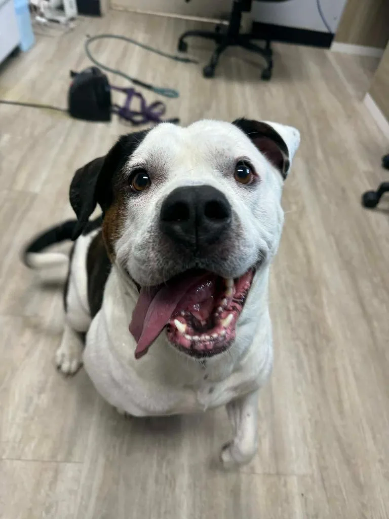 Brutus