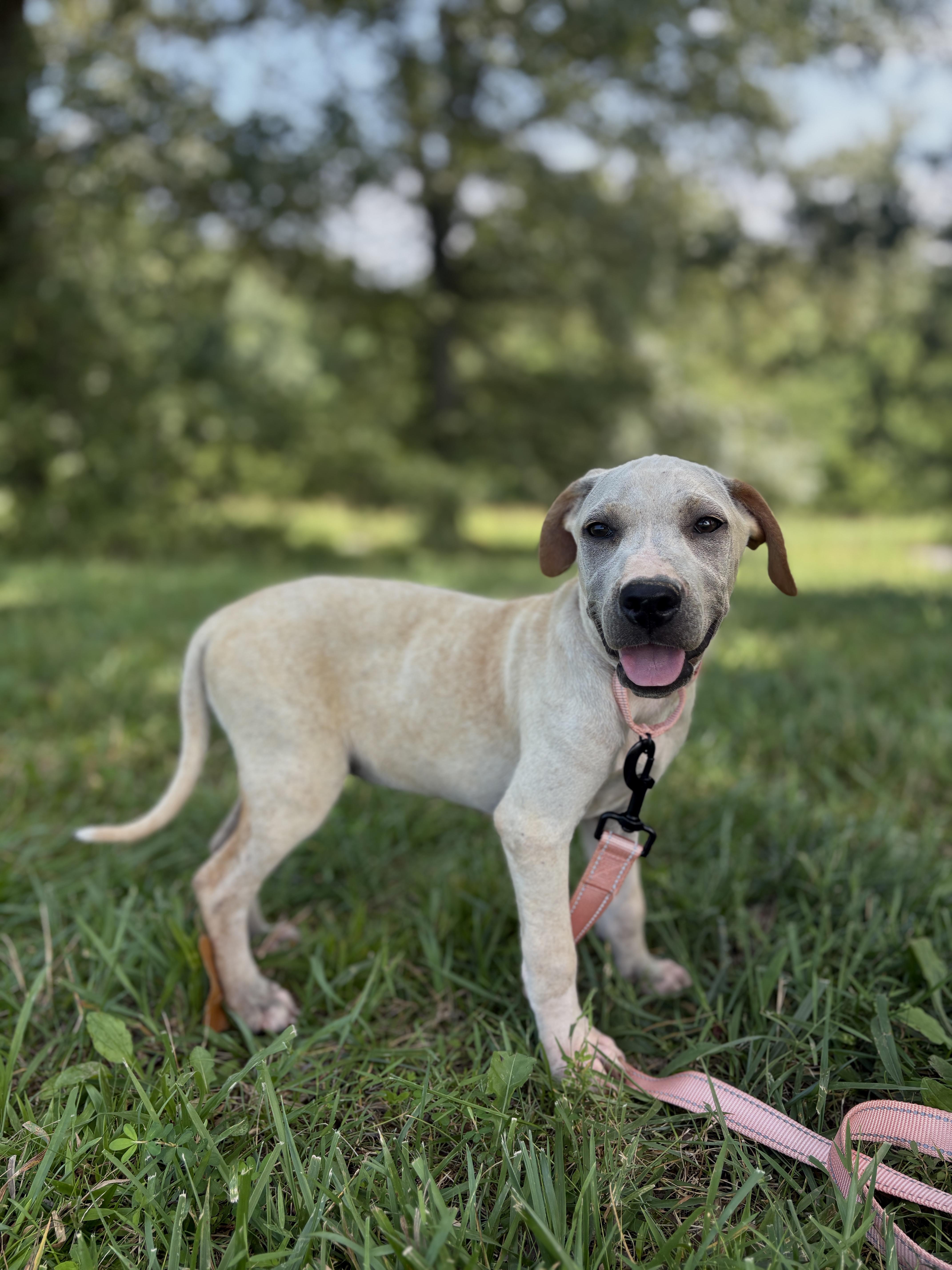 A baby small-sized female Yellow / Tan / Blond / Fawn Mixed Breed dog named Juno for adoption in Gradyville, KY