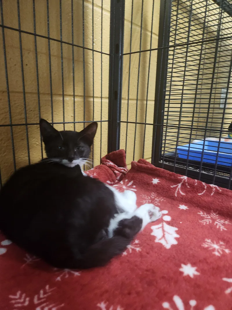 A baby medium-sized female Black & White / Tuxedo Domestic Short Hair cat named Fern for adoption in Charleston, SC