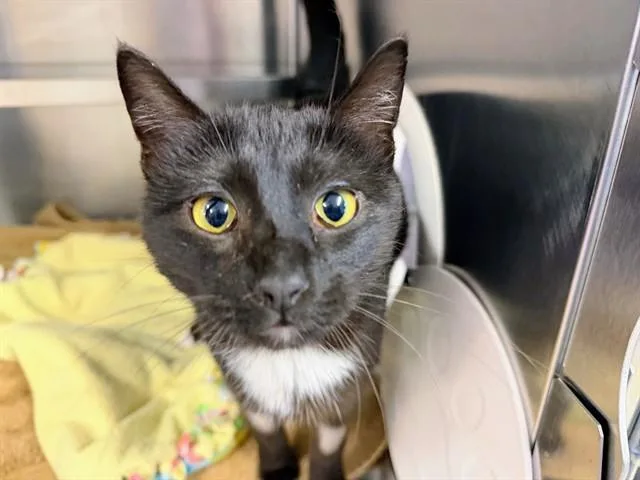 A young medium-sized female Domestic Short Hair cat named Tilly for adoption in Ames, IA