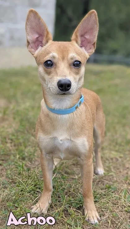 An adult small-sized male Chihuahua dog named Achoo for adoption in Mason, MI