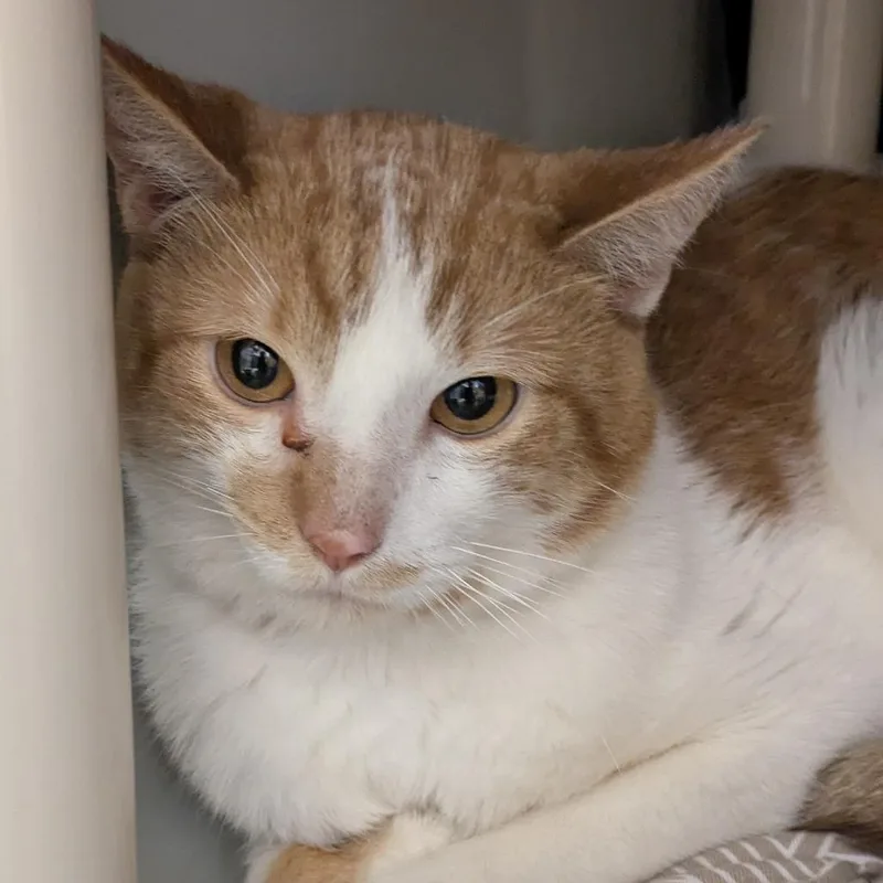 An adult medium-sized male Orange / Red Domestic Short Hair cat named Sweet Potato for adoption in Chicago, IL