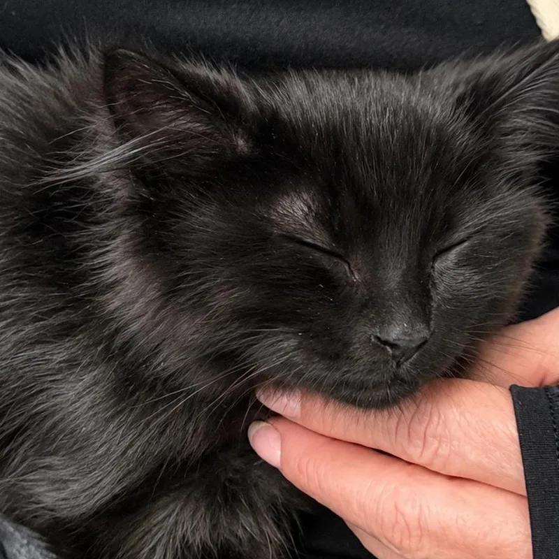 A baby medium-sized male Black Domestic Medium Hair cat named Griffin for adoption in Denver, NC