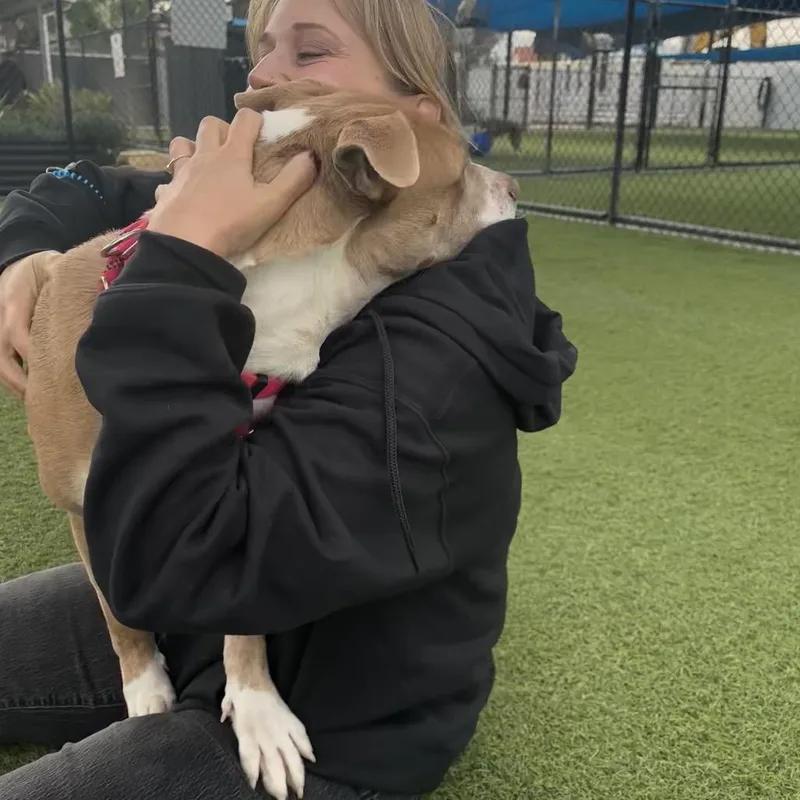 An adult medium-sized female Yellow / Tan / Blond / Fawn Pit Bull Terrier dog named Suzy A for adoption in Mission Hills, CA