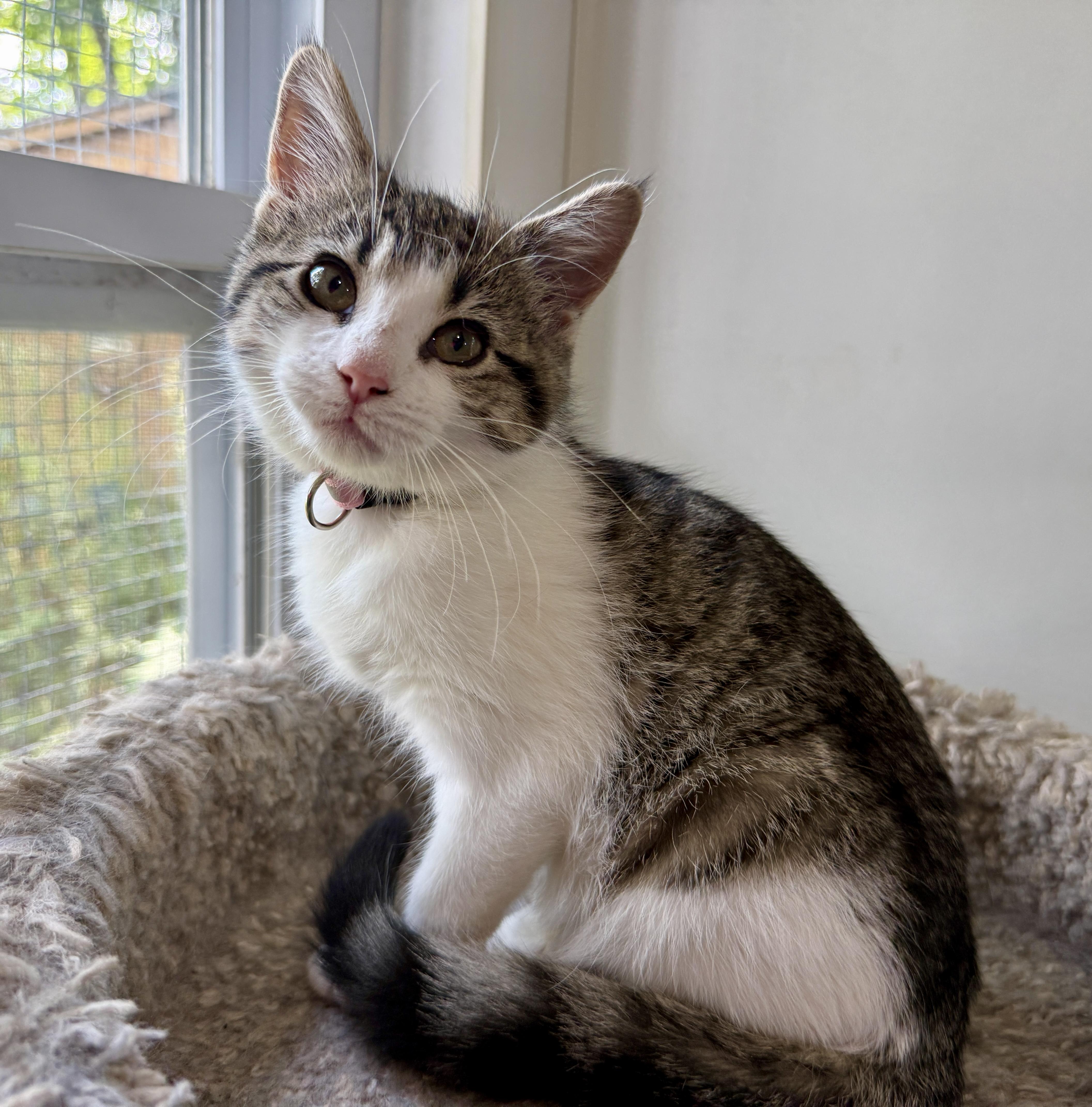 A baby medium-sized female Tabby (Brown / Chocolate) Domestic Short Hair cat named Maybelline for adoption in Ashland, OH