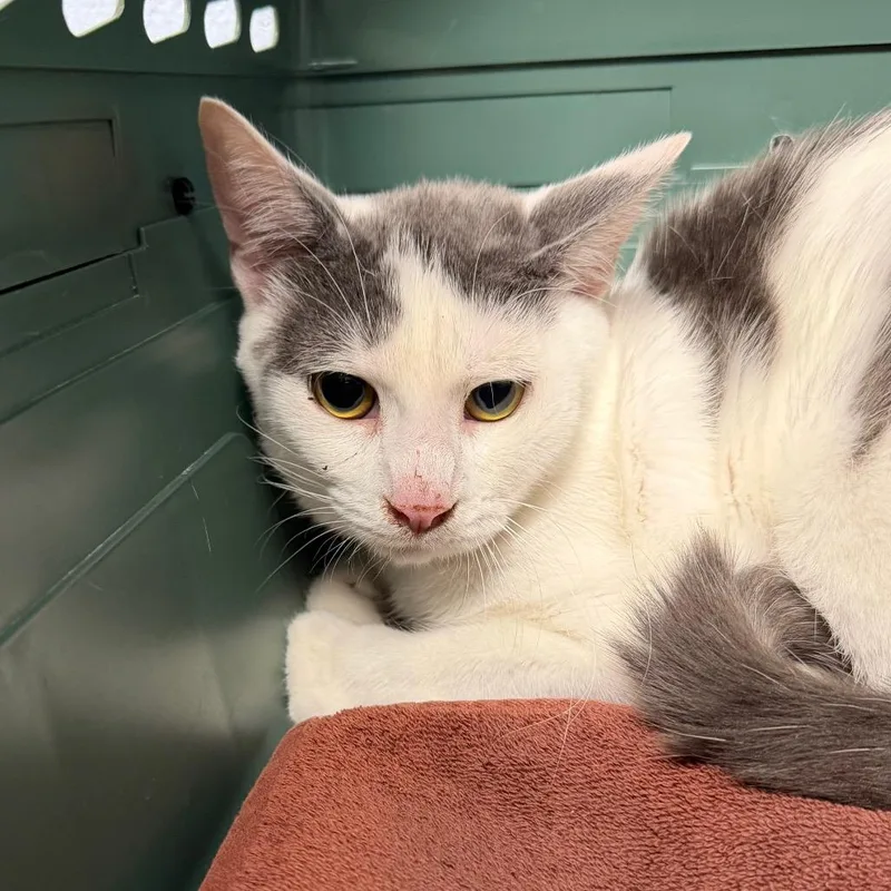 A young medium-sized male White Domestic Short Hair cat named Sugar for adoption in DeKalb, IL