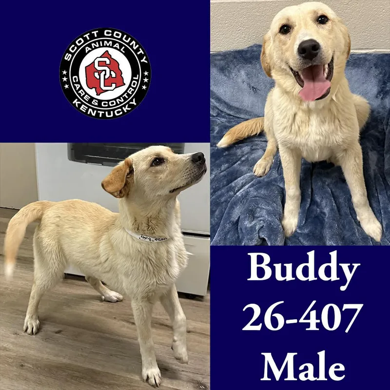 A young large-sized male Labrador Retriever dog named Buddy for adoption in Georgetown, KY