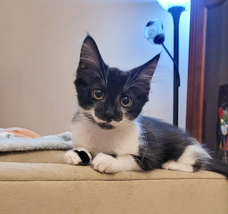 A baby small-sized female Black & White / Tuxedo Domestic Short Hair cat named Alpo for adoption in Mission Viejo, CA