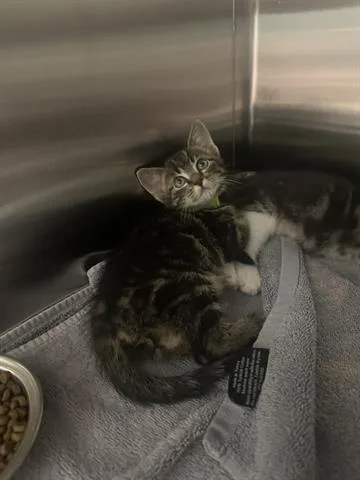 A baby small-sized male Domestic Medium Hair cat named Greece for adoption in San Martin, CA