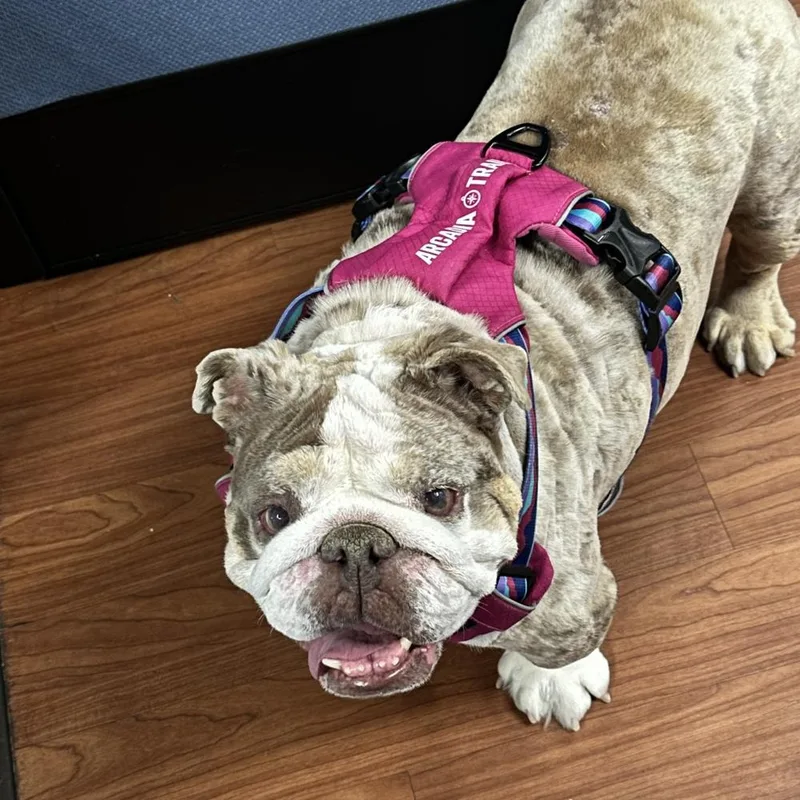 Strawberry Shortcake