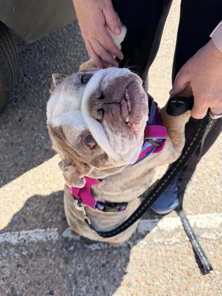 Strawberry Shortcake thumbnail 2