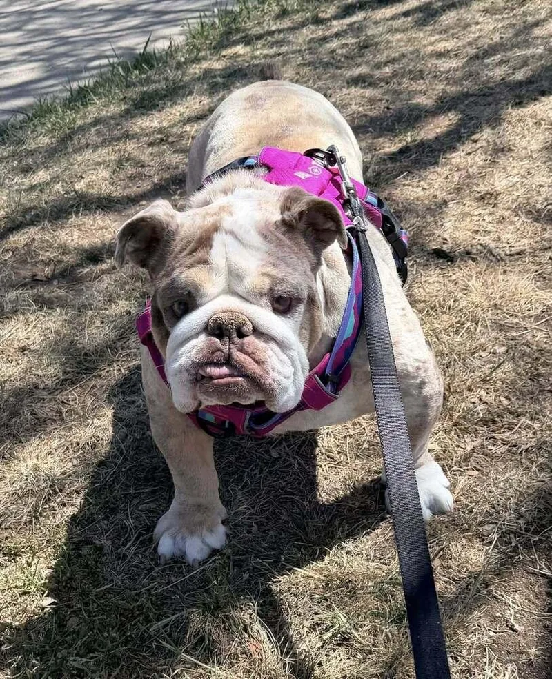 Strawberry Shortcake thumbnail 3