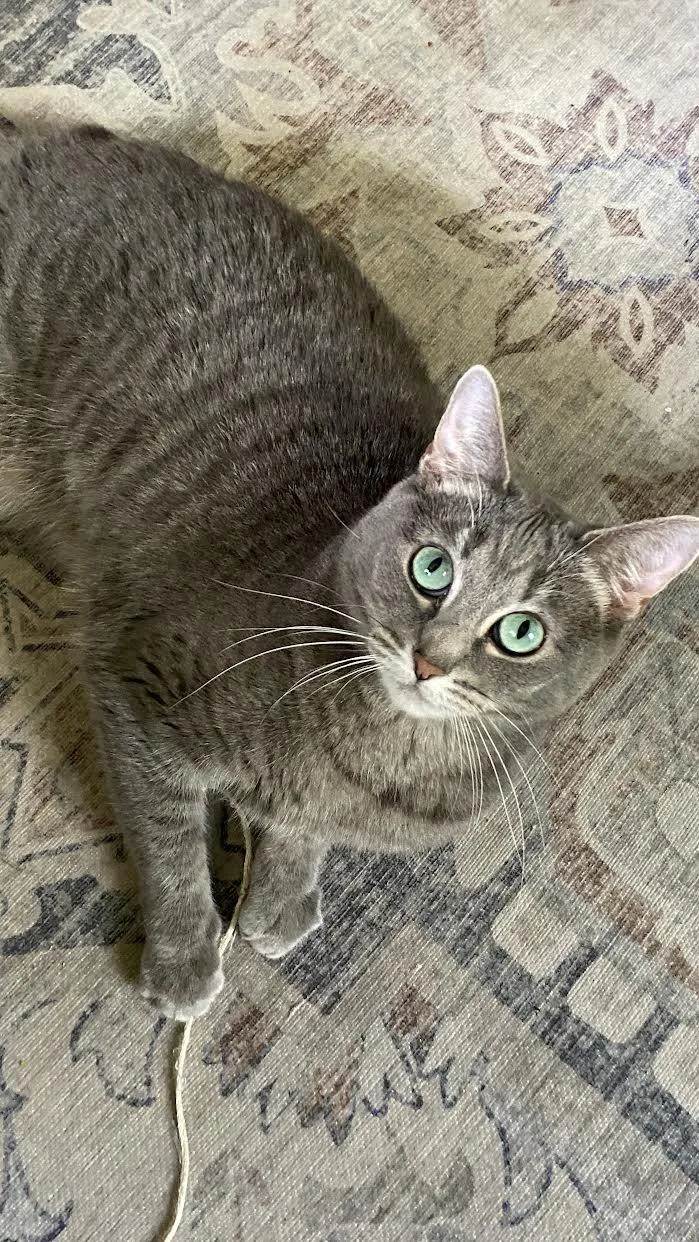 An adult small-sized female Tabby cat named Smokey for adoption in Mankato, MN