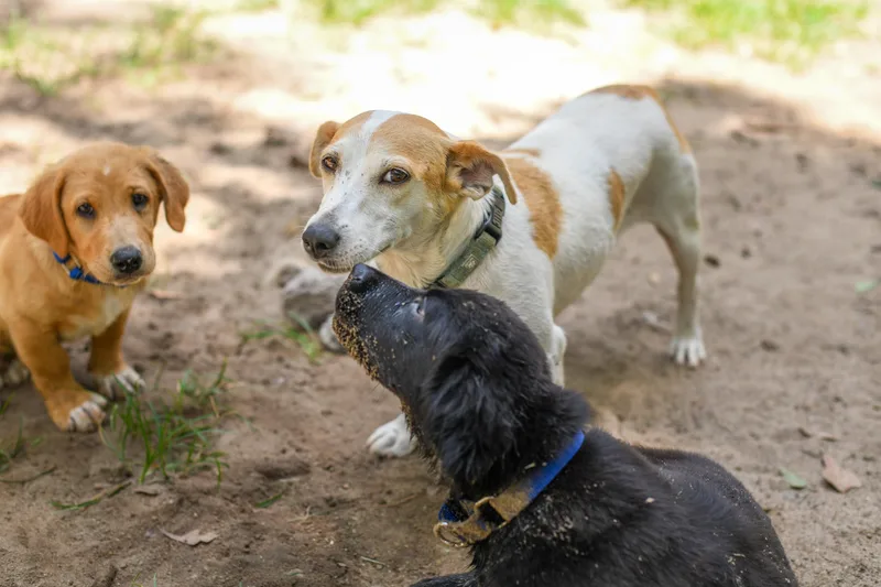 A young medium-sized female Terrier dog named LuLu for adoption in BONIFAY, FL