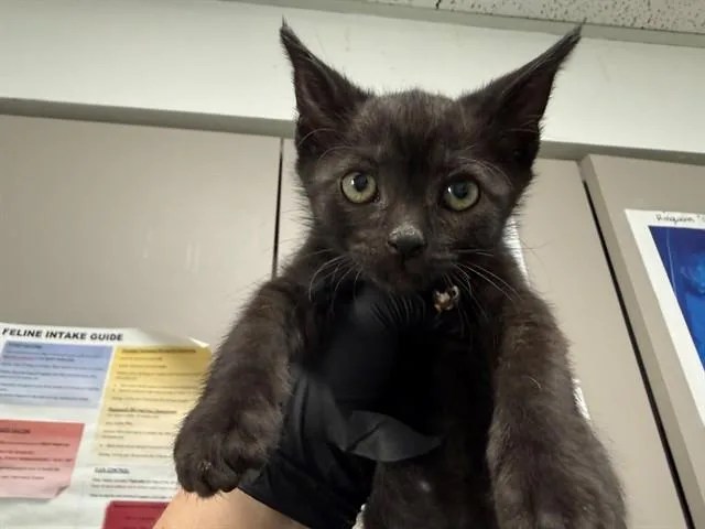 A baby small-sized male Domestic Short Hair cat named Little Man for adoption in Antioch, CA