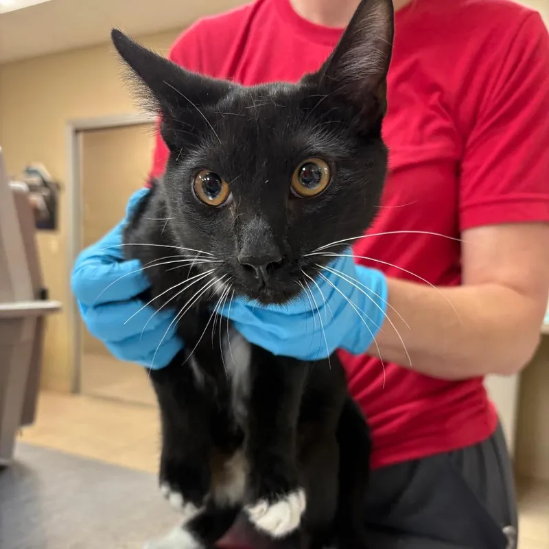A baby medium-sized male Domestic Short Hair cat named Remy for adoption in Birmingham, AL