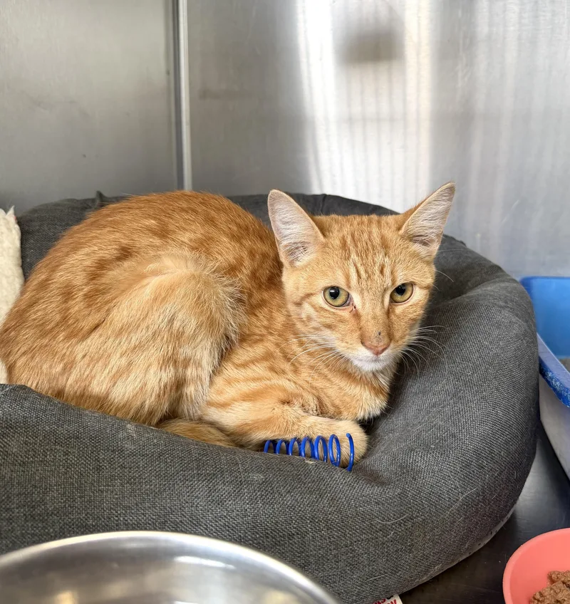 A baby medium-sized male Tabby (Orange / Red) Domestic Short Hair cat named Rocky Road for adoption in Wantagh, NY
