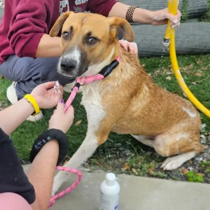 An adult medium-sized male Golden Boxer dog named Squirrel for adoption in CORPUS CHRISTI, TX