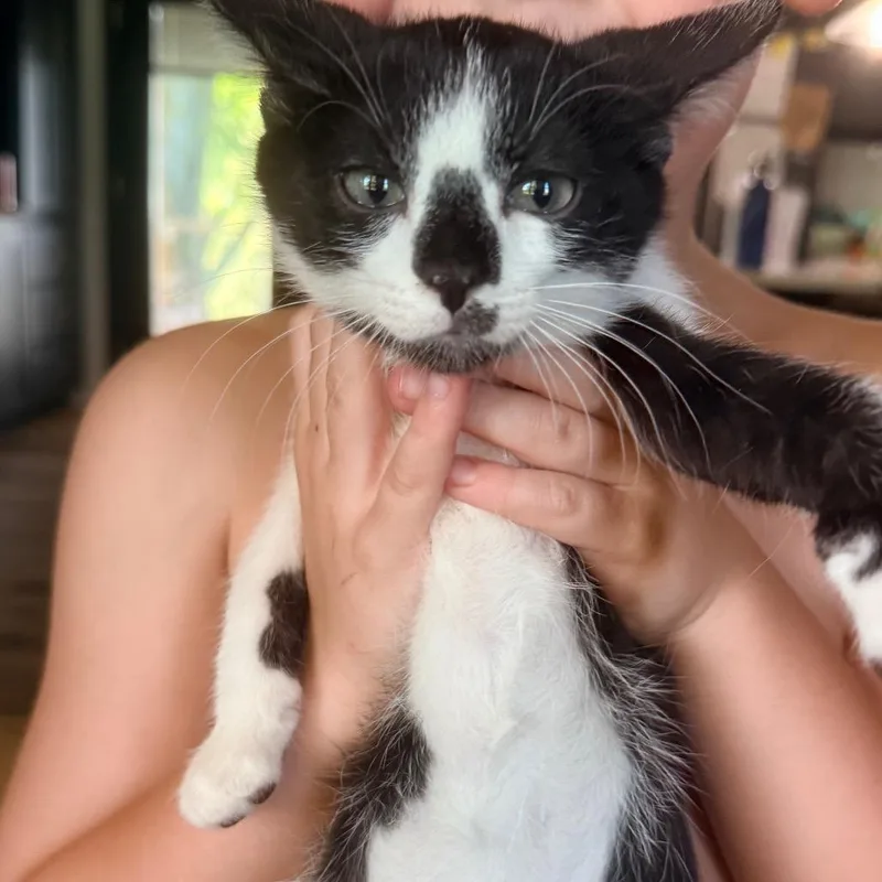 A baby small-sized male Black Domestic Short Hair cat named Skunk for adoption in Kansas City, MO