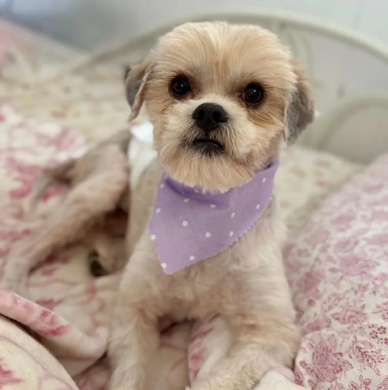 Biscuit